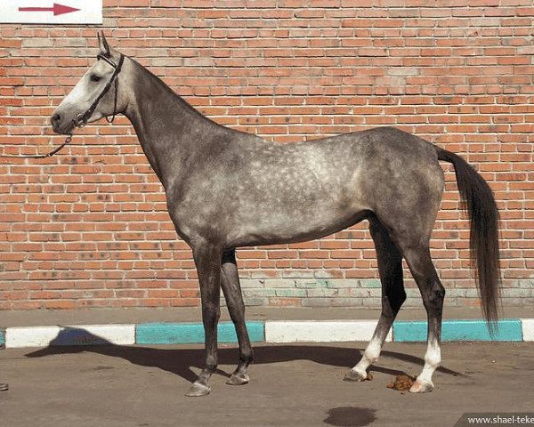 broodmare Namuz (Akhal-Teke, 2002, from Gayaz)