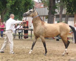 horse Shunnan (Akhal-Teke, 2002, from Gayaz)