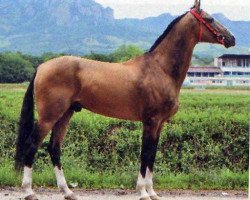 horse Mansyz (Akhal-Teke, 2002, from Gayaz)