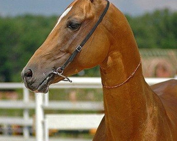 horse Giuruga (Akhal-Teke, 2002, from Gayaz)