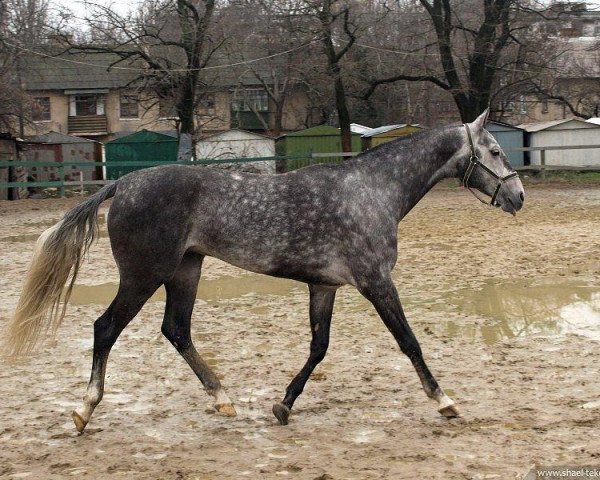 horse Birinch (Akhal-Teke, 2001, from Gayaz)