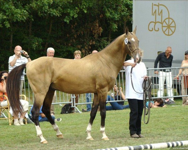 horse Gumbet (Akhal-Teke, 2001, from Gayaz)