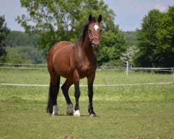 Springpferd Lonja M (KWPN (Niederländisches Warmblut), 1993, von Wolfgang)