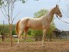 stallion Shahar Shael (Akhal-Teke, 2001, from Gayaz)