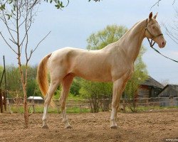 stallion Shahar Shael (Akhal-Teke, 2001, from Gayaz)