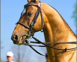 horse Murghi (Akhal-Teke, 2000, from Gayaz)