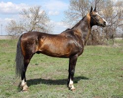 horse Ghimri (Akhal-Teke, 2000, from Gayaz)