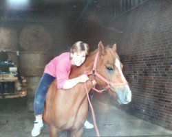 broodmare Nib-Heath Diana (Welsh-Cob (Sek. D), 1981, from Craignant Flyer)