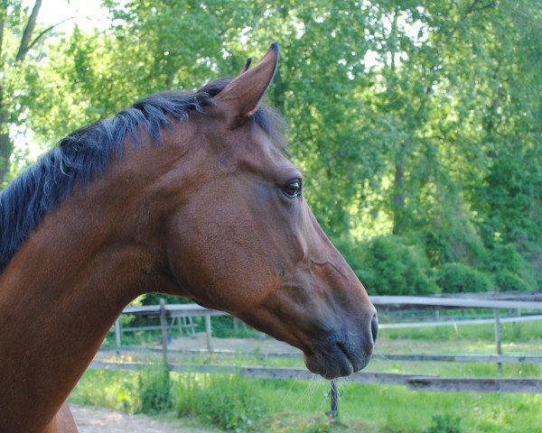 Pferd Okerroos (KWPN (Niederländisches Warmblut), 1996, von Jetset-D)