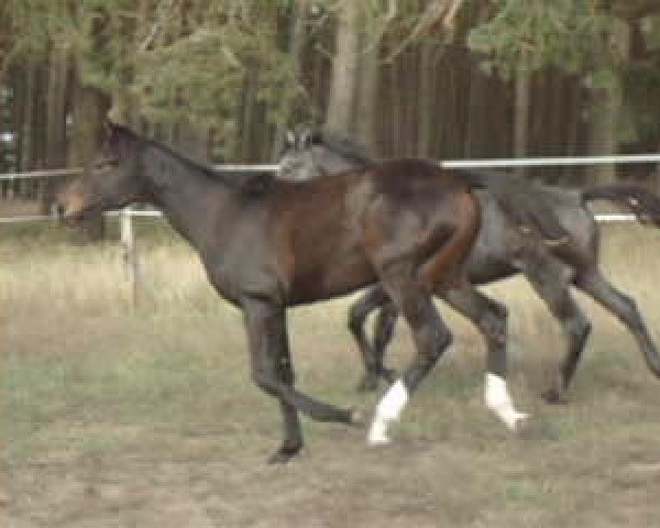 Video of Belena 3