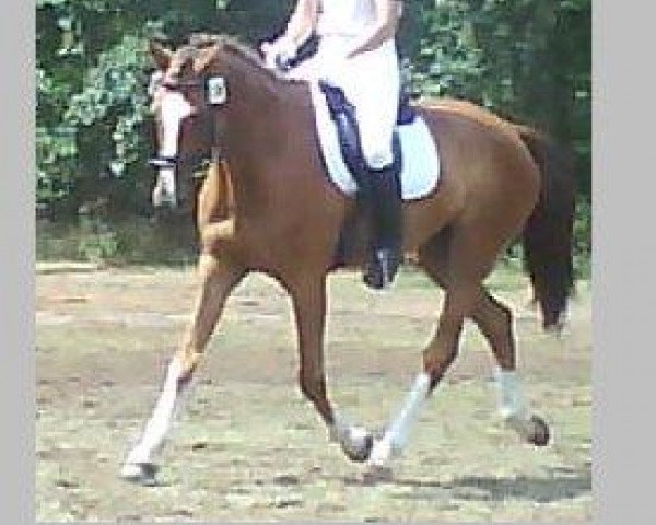 Pferd Lord 624 (Holsteiner, 1995, von Liostro)