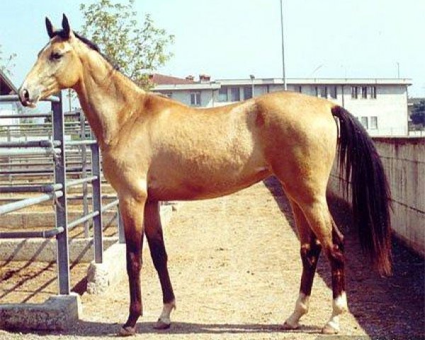 Pferd Annay (Achal Tekkiner, 1999, von Djasman)