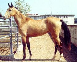 horse Annay (Akhal-Teke, 1999, from Djasman)