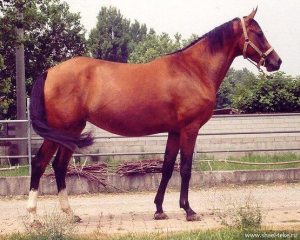 horse Daryan (Akhal-Teke, 1998, from Djasman)