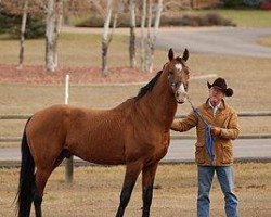 Pferd Durkkhal (Achal Tekkiner, 1998, von Melesur)