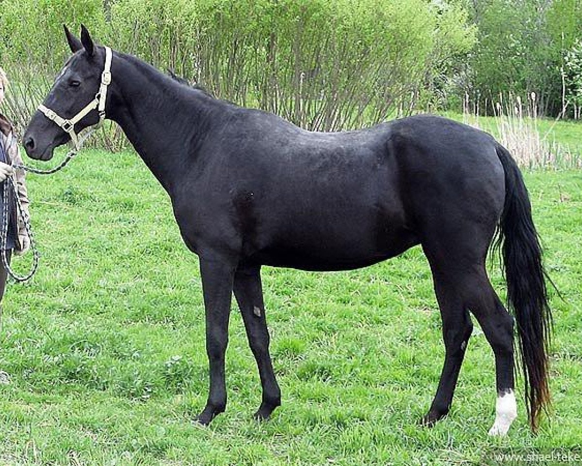 broodmare Gangia (Akhal-Teke, 1992, from Gaisan 7)