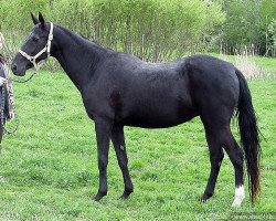 broodmare Gangia (Akhal-Teke, 1992, from Gaisan 7)