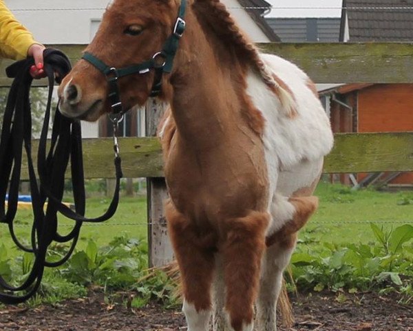 horse Dorosalas Benita (Dt.Part-bred Shetland pony, 2010, from Vasko vom Ellernbrook)