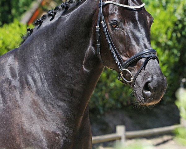 dressage horse V.I.P. 14 (KWPN (Royal Dutch Sporthorse), 2002, from VDL Orame)