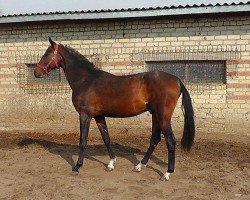 horse Alon (Akhal-Teke, 2012, from Oyun)