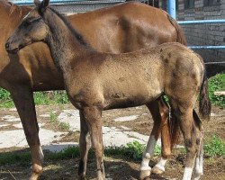 horse Ghidon (Akhal-Teke, 2012, from Saivan)