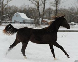 horse Keyti (Akhal-Teke, 2012, from Saivan)