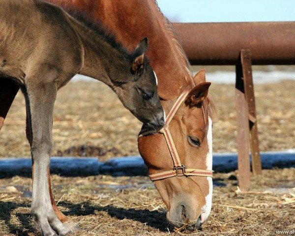 horse Yakhaira (Akhal-Teke, 2014, from Khair)