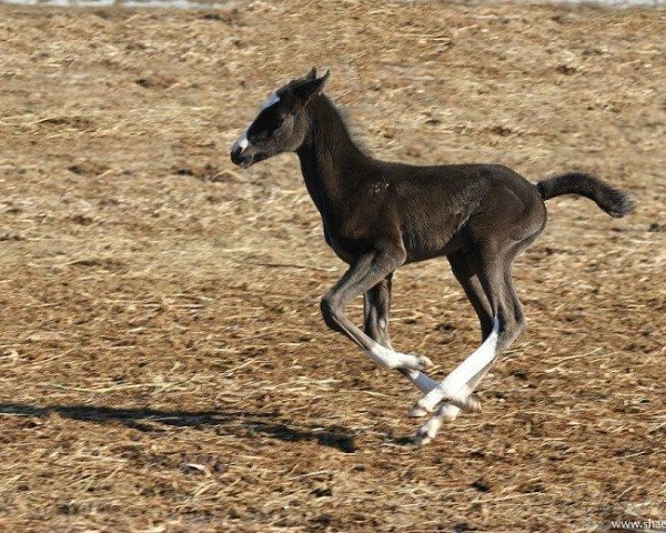 horse Daghesta (Akhal-Teke, 2014, from Gaon)