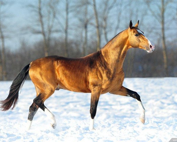 stallion Gaon (Akhal-Teke, 2009, from Gazyr Shael)