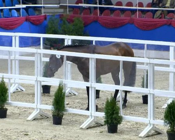 Freispringen springbetonte Hengste, Oldenburger Hengsttage 2014