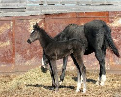 horse Adira (Akhal-Teke, 2014, from Oyun)