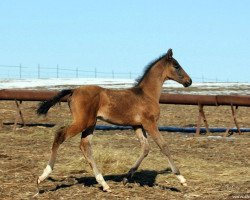 horse Ezzat (Akhal-Teke, 2014, from Alvan)