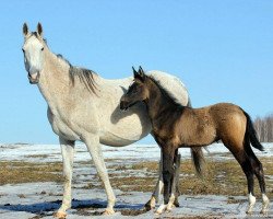 horse Omid (Akhal-Teke, 2014, from Oyun)