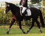 Pferd Karacho 11 (Deutsches Reitpony, 2012, von Kaiserwinner)