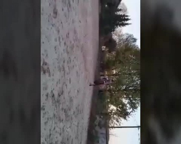 Video of Ehrentraum 2