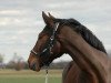 dressage horse Casino Prince Charming (Bavarian, 2010, from Cassitano)