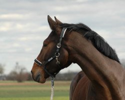 Dressurpferd Casino Prince Charming (Bayer, 2010, von Cassitano)