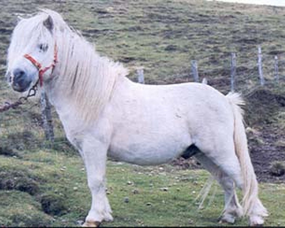 stallion Sprite of Berry (Shetland Pony, 1977, from Bon Bon of Berry)