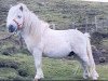stallion Sprite of Berry (Shetland Pony, 1977, from Bon Bon of Berry)