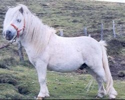 Deckhengst Sprite of Berry (Shetland Pony, 1977, von Bon Bon of Berry)