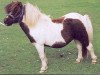 Deckhengst Fitty of Setter Hall (Shetland Pony, 1972, von Sonny Boy of Tangwick)