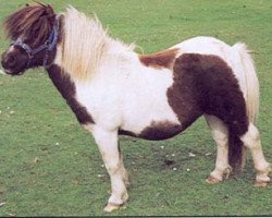 Deckhengst Fitty of Setter Hall (Shetland Pony, 1972, von Sonny Boy of Tangwick)