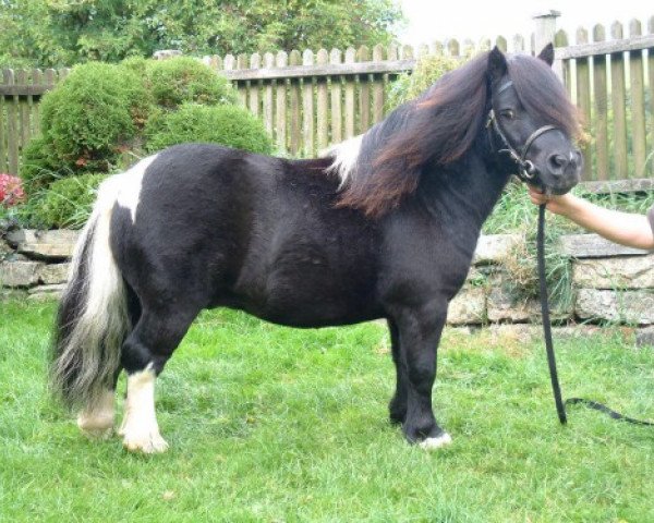stallion Halstock Milky Way (Shetland pony (under 87 cm),  , from Tawna Sweet William)