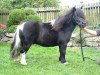 Deckhengst Halstock Milky Way (Shetland Pony (unter 87 cm),  , von Tawna Sweet William)