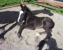 stallion Sir Edward (Oldenburg, 2014, from Sir Gregory)