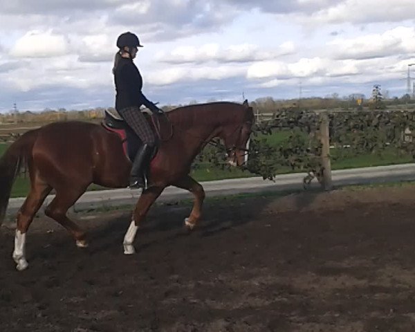 Video of Picco 91
