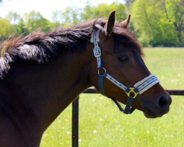 broodmare Rock My Life 7 (German Riding Pony, 2009, from Rikado)