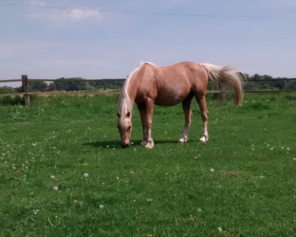 horse Voorwijk's Wizard (German Riding Pony, 1991, from Kompas Solferino)