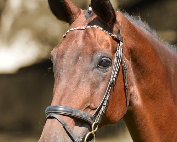 horse Whitney (Hanoverian, 1993, from Warkant)