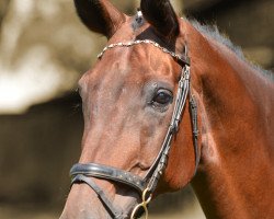 horse Whitney (Hanoverian, 1993, from Warkant)